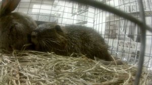 Что выгодней содержать кроликов или нутрий.