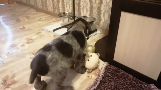 Щенок Дратхаара 1.5 мес. смотреть онлайн