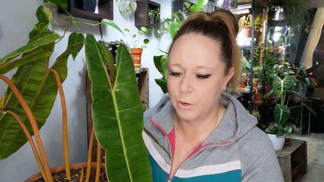 Philodendron Billietiae Spotlight! Info & Care смотреть онлайн