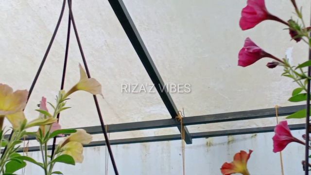 Petunia Flowers in My Garden/RIZA'Z VIBES 💚 смотреть онлайн