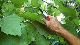 Как обрезать побеги винограда летом.Что делать с побегами винограда которые достигли верха шпалеры. смотреть онлайн