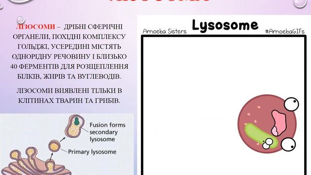 ЦИТОПЛАЗМА ТА ОСНОВНІ КЛІТИННІ ОРГАНЕЛИ смотреть онлайн