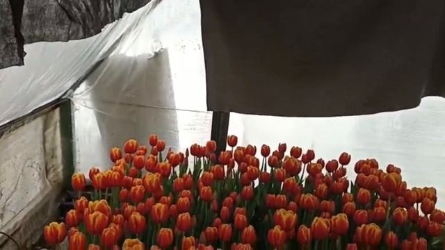 Тюльпаны к 8 марта 10.000 шт,как выращивают #тюльпаны #город61 #8марта #цветы #flowers смотреть онлайн