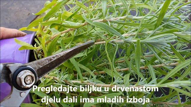 Kako orezati lavandu? смотреть онлайн