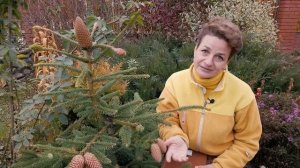 Самые устойчивые хвойные для сада