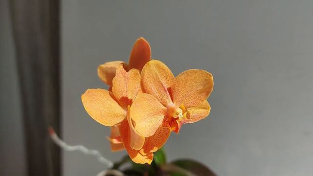 Солнечно и ярко! Летнее цветение "не-морковок". смотреть онлайн