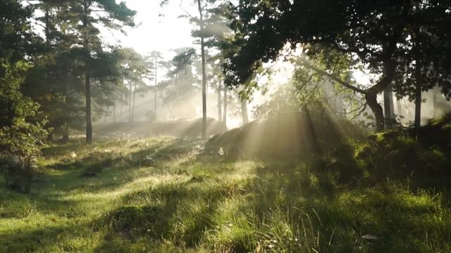 1-Minute Nature Background Sound смотреть онлайн