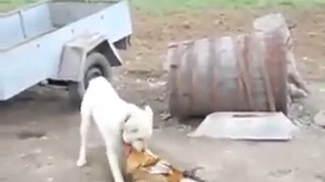 Петух vs Собака бой) смотреть онлайн