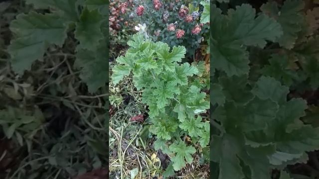 Не Ожидала ТАКОГО От Душистых Пеларгоний смотреть онлайн