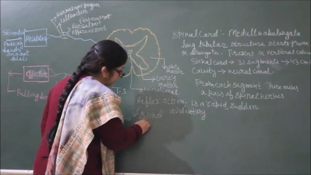 Bio-X-2-04 Spinal cord and reflex action, Pradeep Kshetrapal channel смотреть онлайн