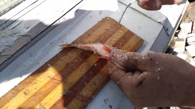 Чистим окуня мгновенно смотреть онлайн