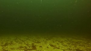 Как раттлин MADNESS играет на глубине? Подводные съемки. Зимняя рыбалка