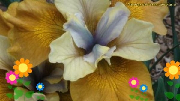 Ирис сибирский Флаинг Фиддлс. Краткий обзор, описание характеристик iris sibirica Flying Fiddles