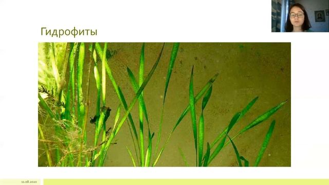 Подготовка к олимпиаде. Лекция 9. Конвергентное сходство растений. Часть 1. смотреть онлайн