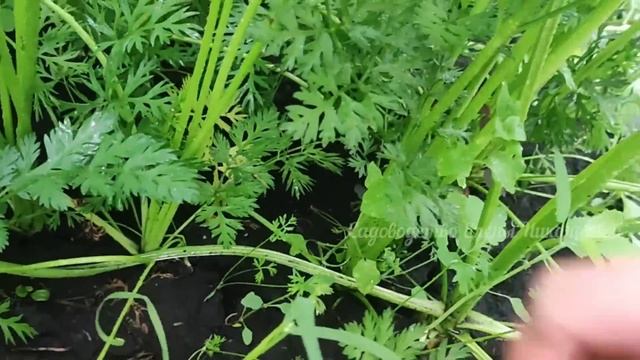 СРОЧНО в АВГУСТЕ! СВЕКЛА, МОРКОВЬ, КАРТОФЕЛЬ будут КРУПНЕЕ и СЛАЩЕ в 2 РАЗА, ЕСЛИ СДЕЛАТЬ ТАК! смотреть онлайн