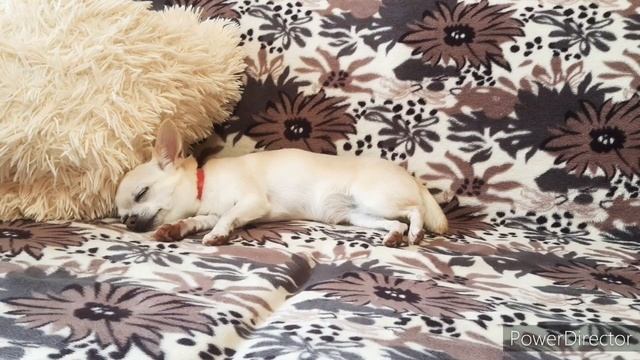 Как уговорить родителей купить собаку???/как я уговаривала?(мои способы) Что мне помогло?))? смотреть онлайн