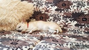 Как уговорить родителей купить собаку???/как я уговаривала?(мои способы) Что мне помогло?))?