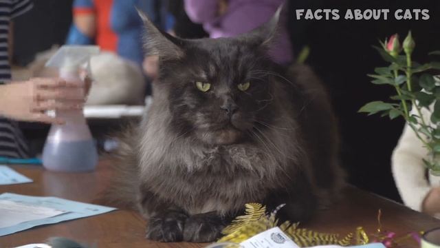MUST-KNOW Maine Coon Cat PROS And CONS смотреть онлайн