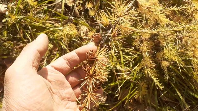 Лиственница американская в октябре. Небольшой обзор. смотреть онлайн