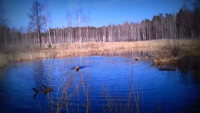 открытие купального сезона в Липецке вместе с Хенком) смотреть онлайн