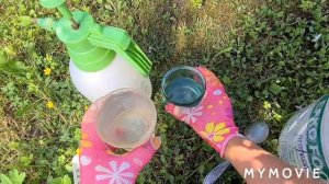 Как растворить Борную кислоту и сколько нужно на 10 литров воды. А так же сколько раз опрыскивать.