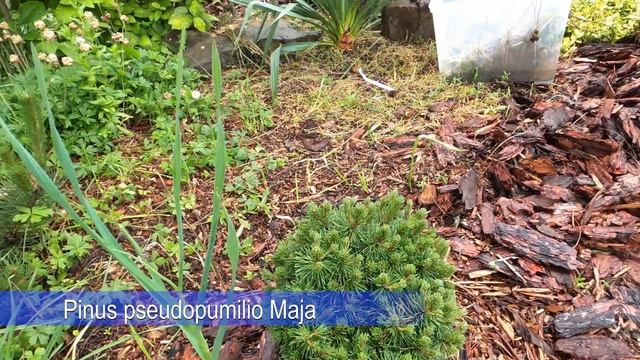 Наши декоративные хвойные весной ч.2. - 135 хвойных в коллекции смотреть онлайн