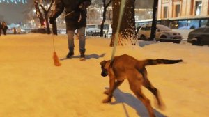 Щенок малинуа первый раз в новом доме 2 месяца