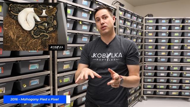 Introducing the Pixel gene! Don’t Take This New Codom for "Granite” | JKR Morphs 101 смотреть онлайн