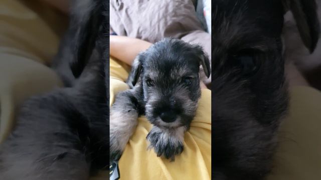 Цвергшнауцер. щенок 3 недели смотреть онлайн