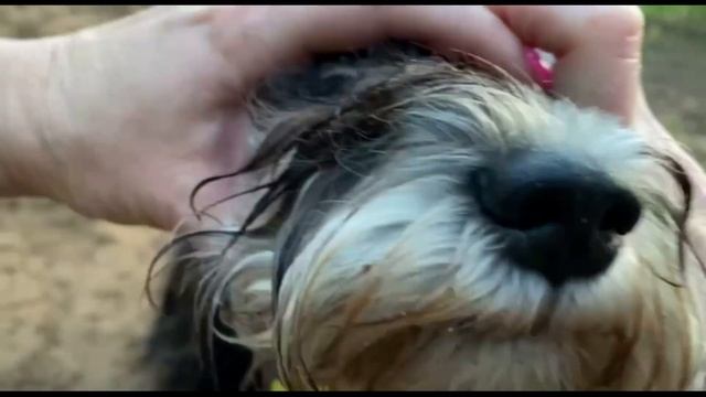 Дори 10 мес?( дрессировка каждый день цвергшнауцер) смотреть онлайн