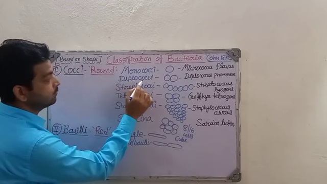 Classification of Bacteria|Based upon Shape/Morphology| B. Pharm 3 sem #classificationofbacteria смотреть онлайн