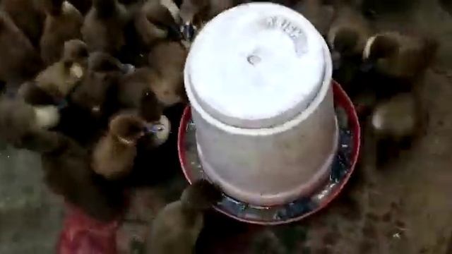 khaki Campbell duck farm India смотреть онлайн