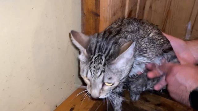 ?КОТ-ОБОРМОТ ОКАЗАЛСЯ в канаве? Моем кота в БАНЕ?? смотреть онлайн