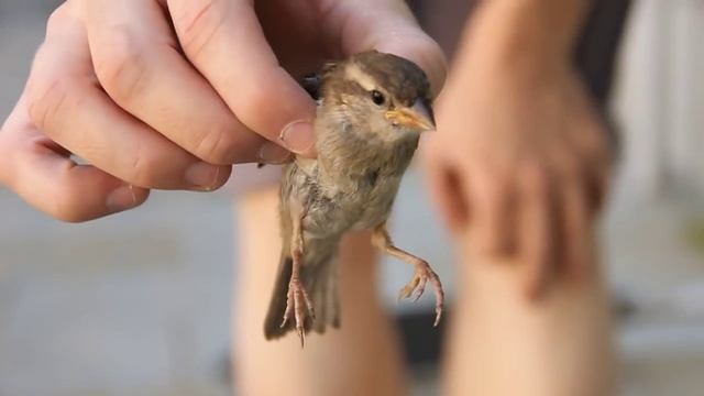 Throws and Fails смотреть онлайн