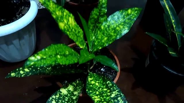 Кротон (кодеум) - пёстрая красота: уход в домашних условиях смотреть онлайн