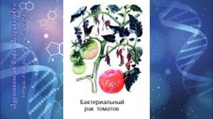 Биология 7 кл Пасечник $4 Роль бактерий в природе и жизни человека