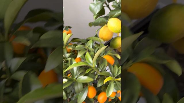 Цитрусы кумкват и мандарины. Заказать в СПб instagram @janaplants смотреть онлайн