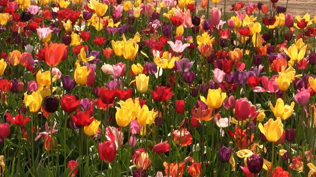 Tulips. Тюльпаны (polozov 599) смотреть онлайн