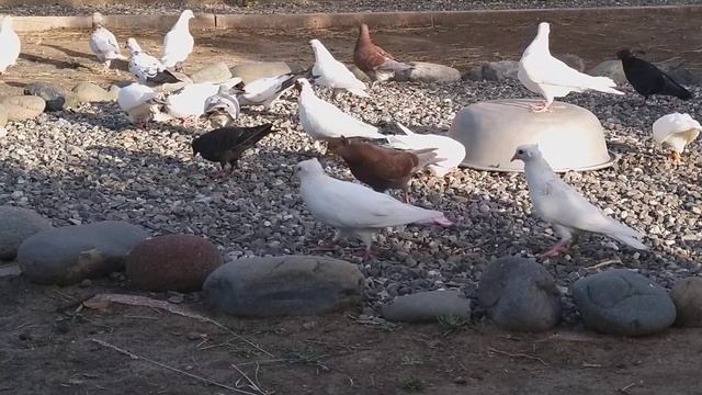 #PIGEONS. Рис Голубям - Польза или Вред?! 22.05.20г смотреть онлайн