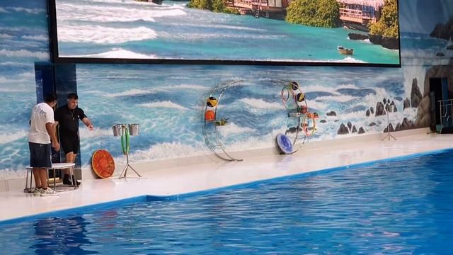 Dubai Dolphinarium | Best places to visit in Dubai | Best of the Dubai Dolphin Show | Seal Show смотреть онлайн