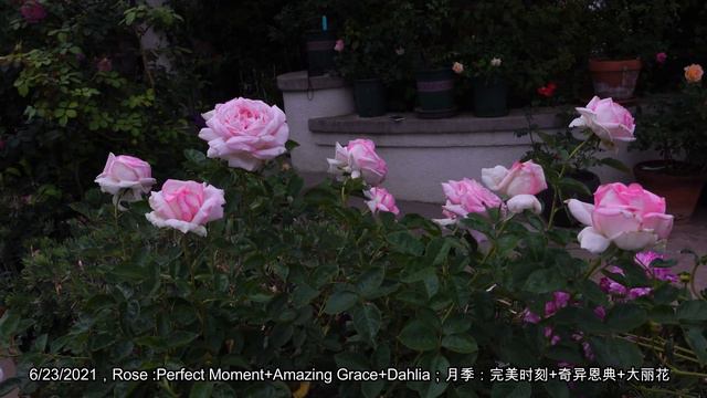 2021最美绽放~前院很多品种，没时间数了😂😂 (Front Yard Roses blooming in 2021, many Rose varieties with name) смотреть онлайн