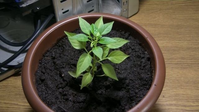 Ускоренная съемка перца смотреть онлайн