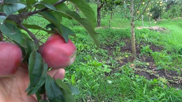 Высочайшие вкусовые и товарные качества / Яблоня  ГЛОСТЕР