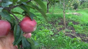 Высочайшие вкусовые и товарные качества / Яблоня  ГЛОСТЕР