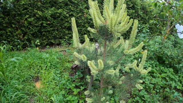 Самые красивые сосны с белыми приростами Pinus contorta Taylor's Sunburst и sylvestris Candellight смотреть онлайн