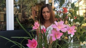 ЗЕФИРАНТЕС ИЛИ ВЫСКОЧКА УХОД И ЦВЕТЕНИЕ