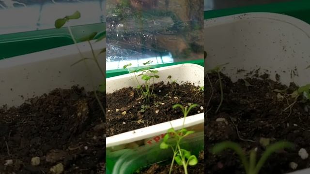 Моя рассада на 13.02.2021. Мини-парники для подоконников смотреть онлайн