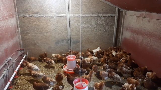 Ломан браун 2 місяці. Теплий пол біля курчат.Lohmann Brown 2 months. Warm floor near the chickens. смотреть онлайн