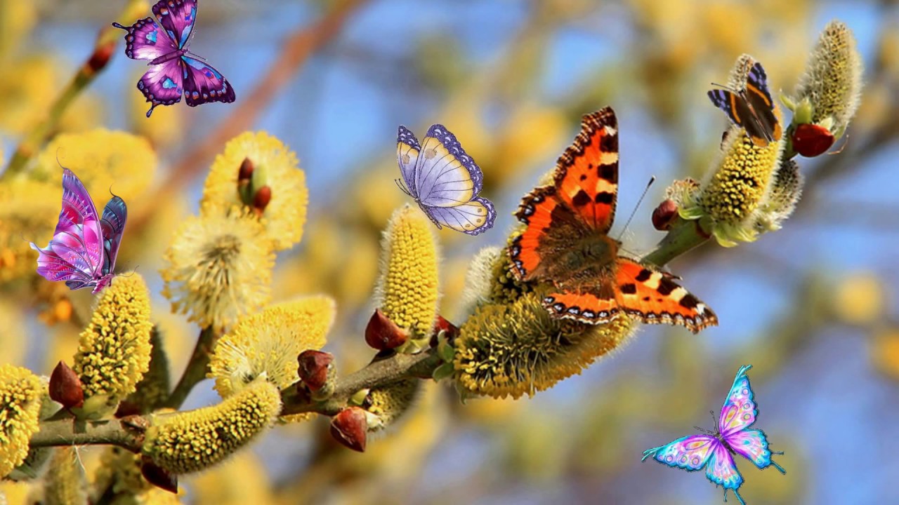 Прекрасные цветы -- это звуки природы*           Мой сад*