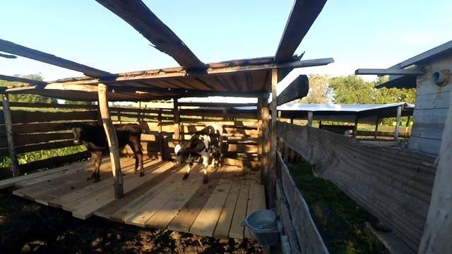 Загон и навес для телят своими руками. Вывели телят на улицу. смотреть онлайн